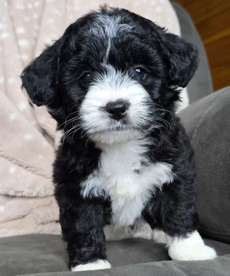 MINI MAGGIE