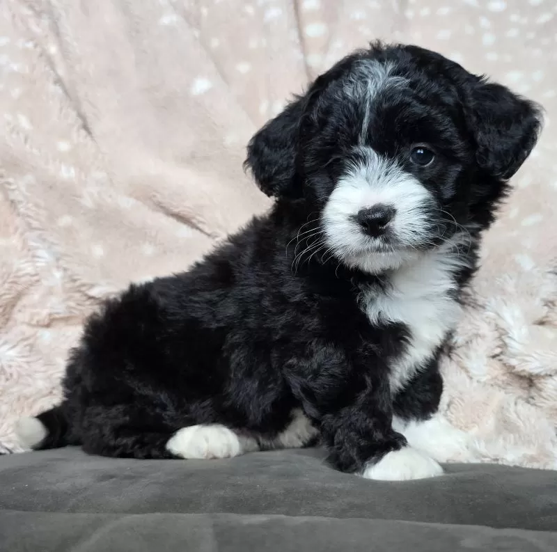 MINI MAGGIE