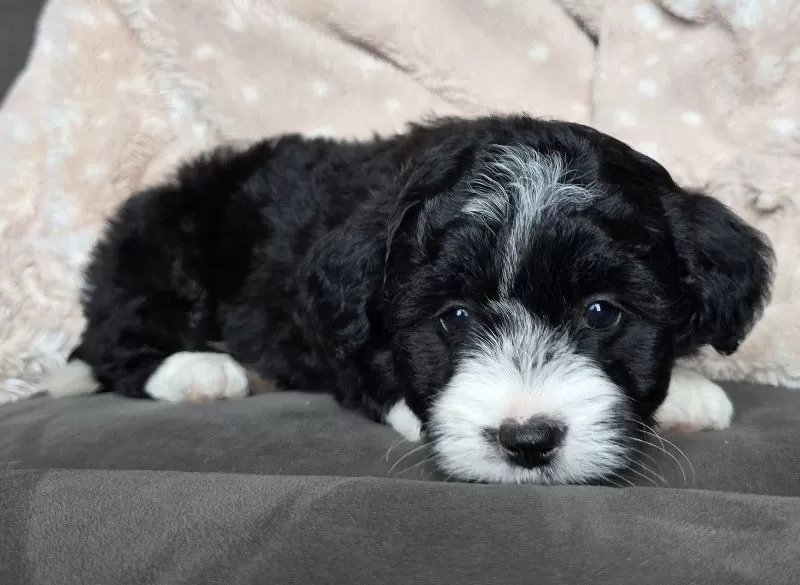 MINI MAGGIE