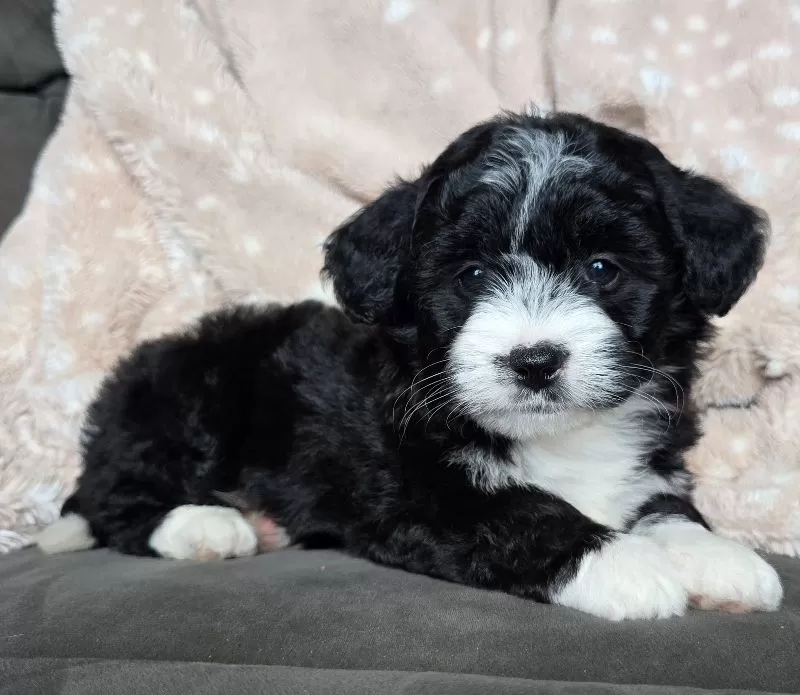 MINI MAGGIE