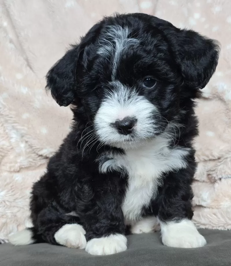 MINI MAGGIE