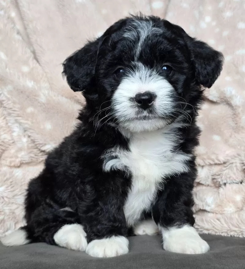 MINI MAGGIE
