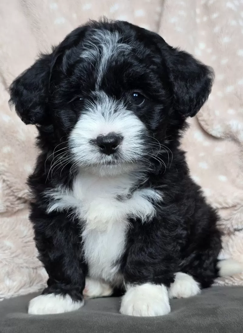 MINI MAGGIE
