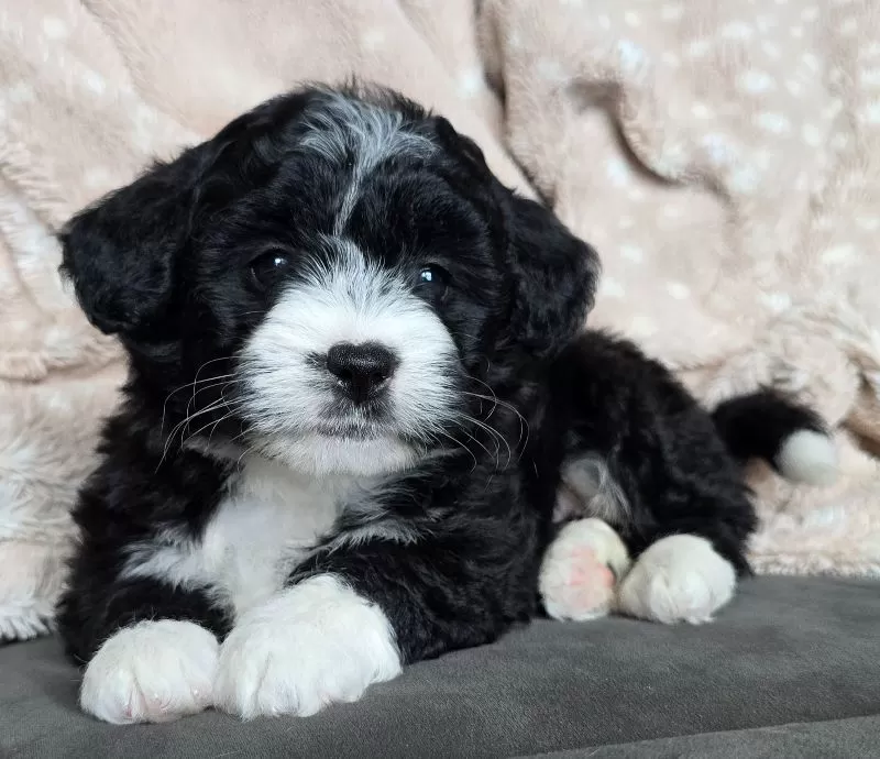MINI MAGGIE