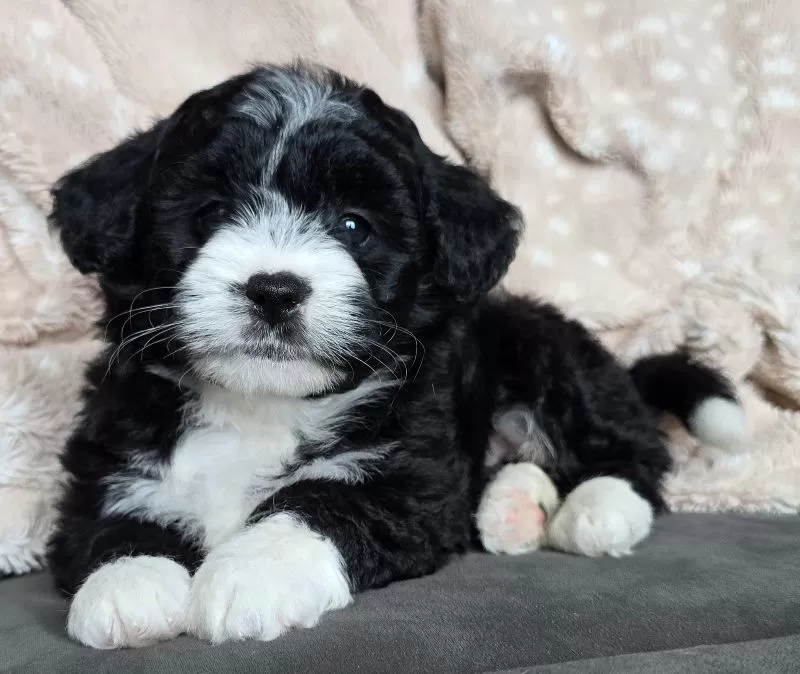 MINI MAGGIE
