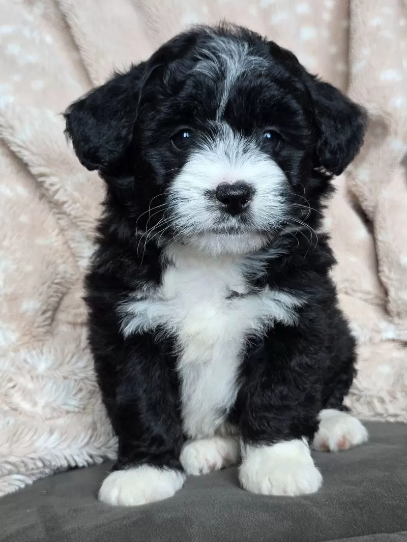 MINI MAGGIE
