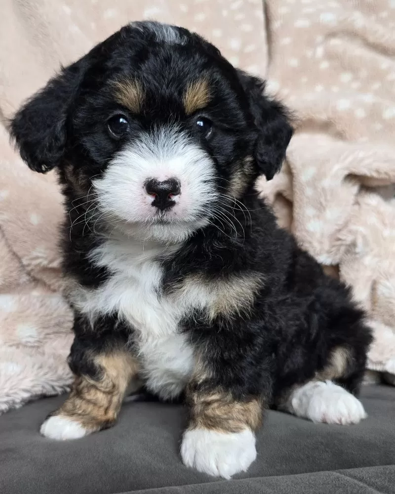 MINI TANNER