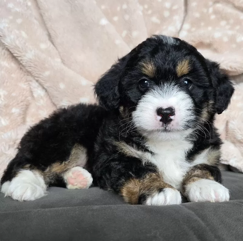 MINI TANNER