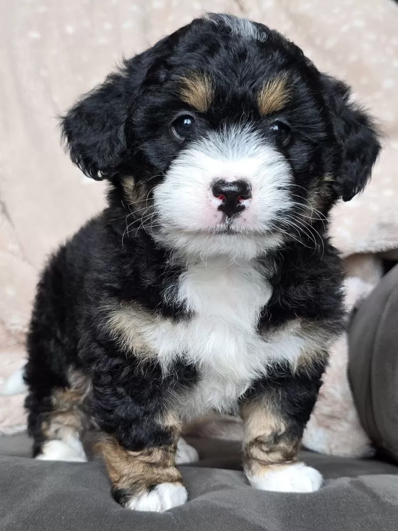 MINI TANNER