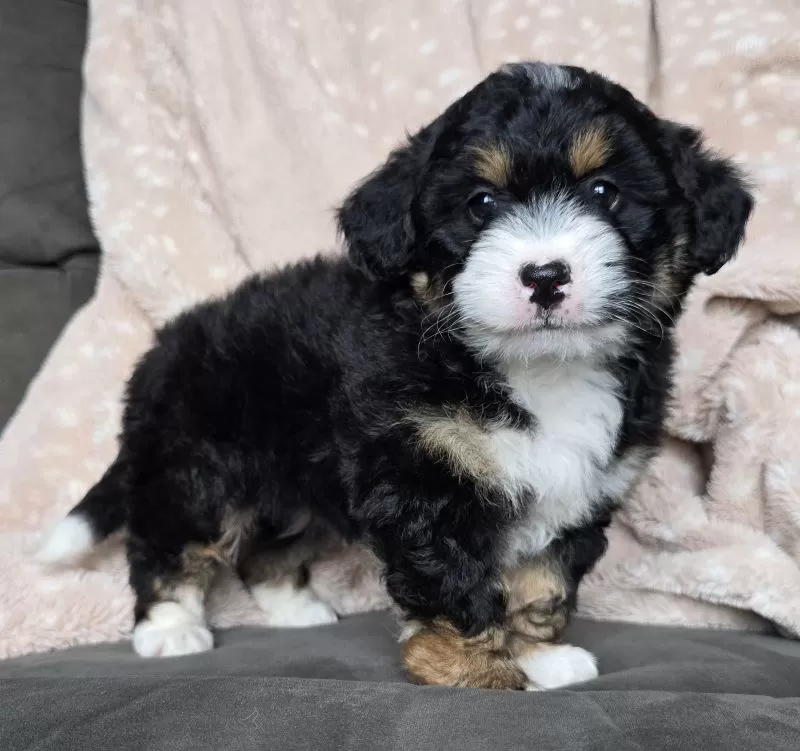 MINI TANNER