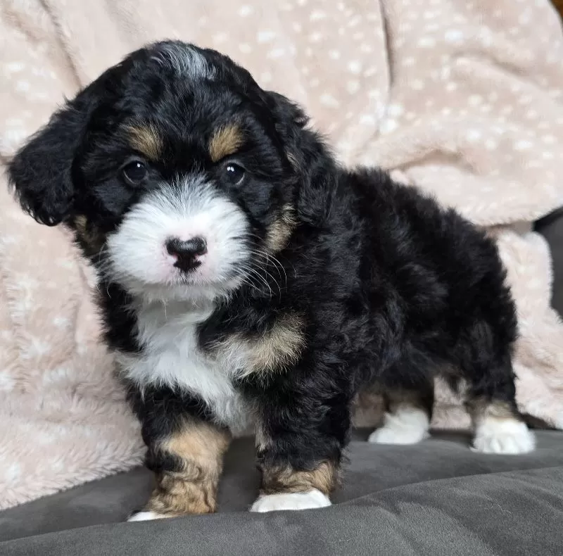 MINI TANNER