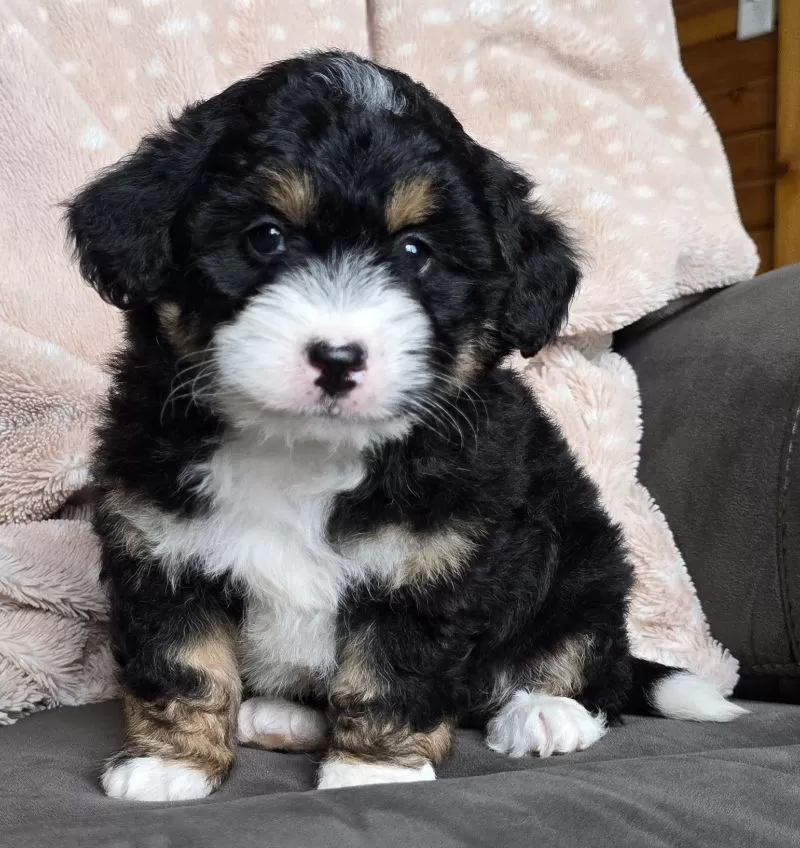 MINI TANNER