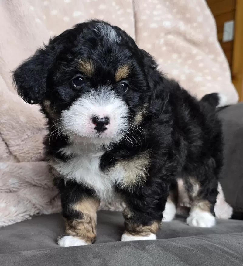 MINI TANNER