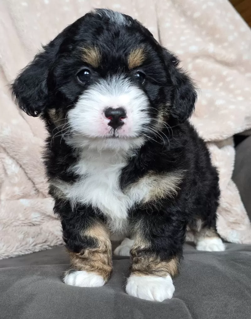 MINI TANNER