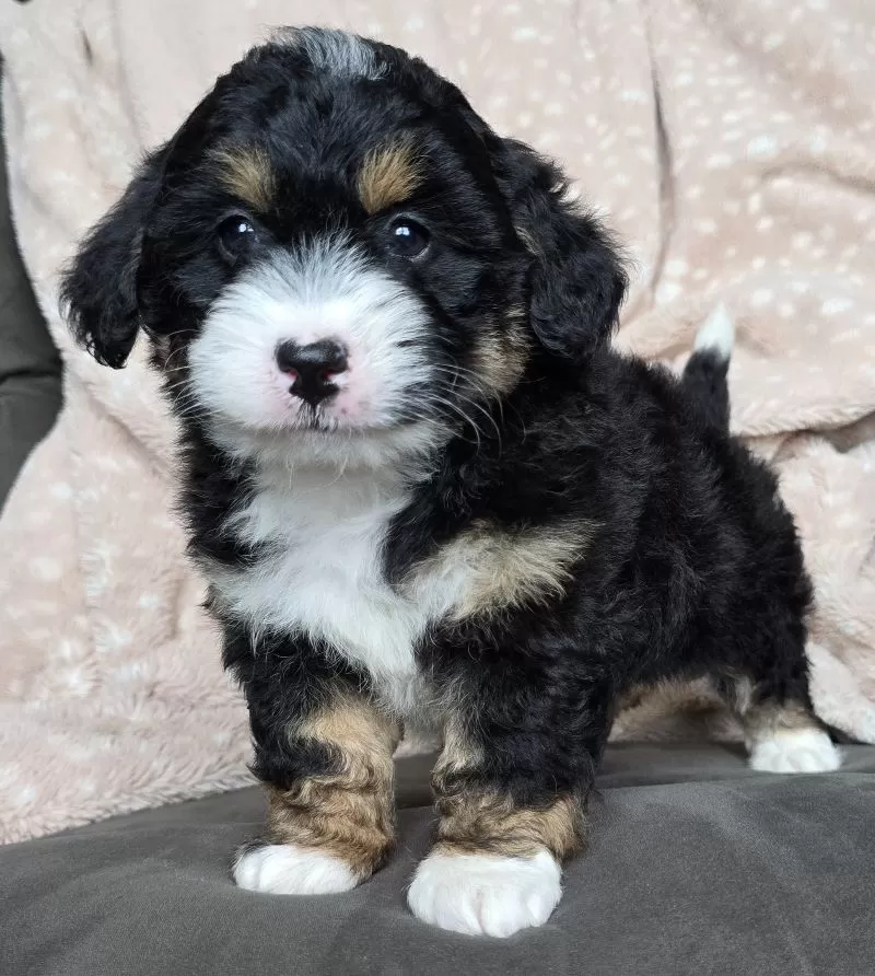 MINI TANNER