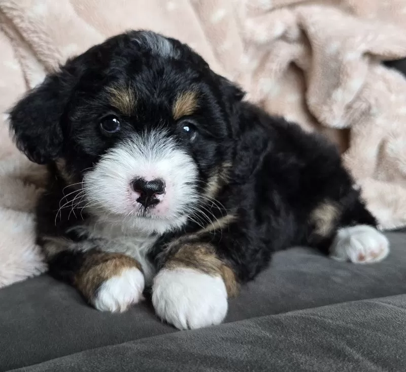 MINI TANNER
