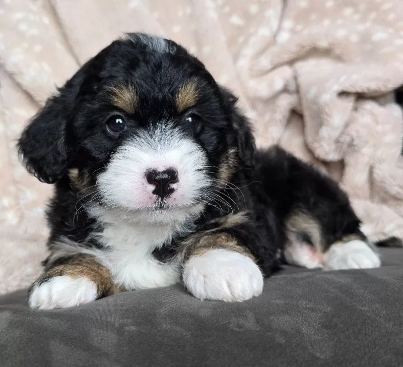 MINI TANNER