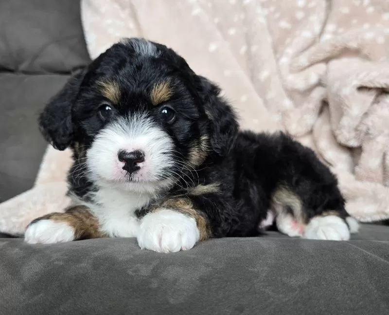 MINI TANNER