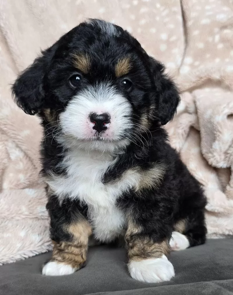 MINI TANNER
