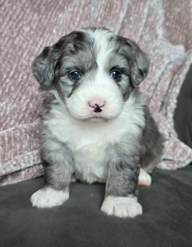 Puppy Name: Mini Raine