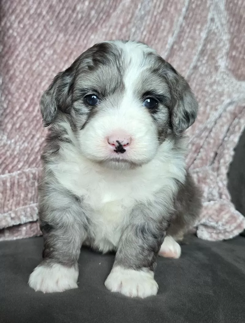 Mini Raine