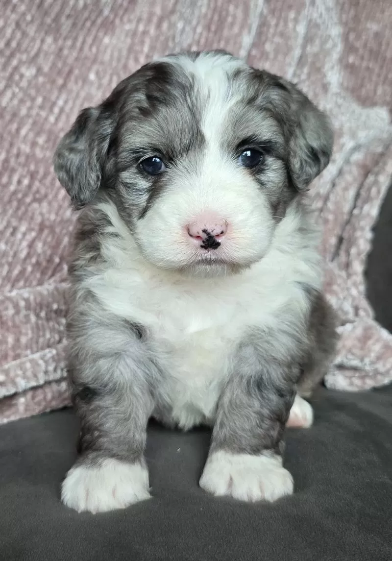 Mini Raine