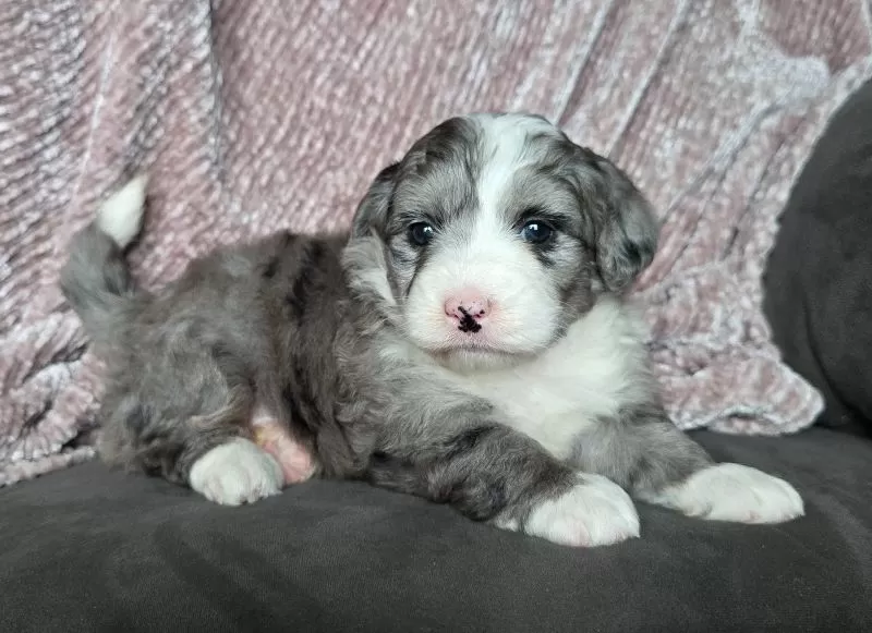 Mini Raine