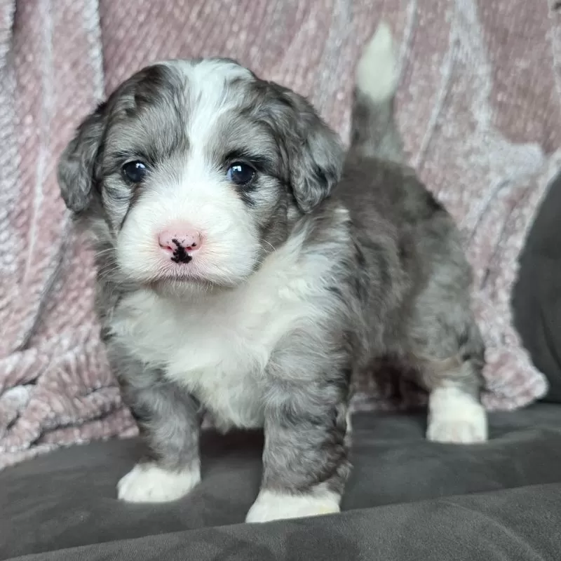 Mini Raine