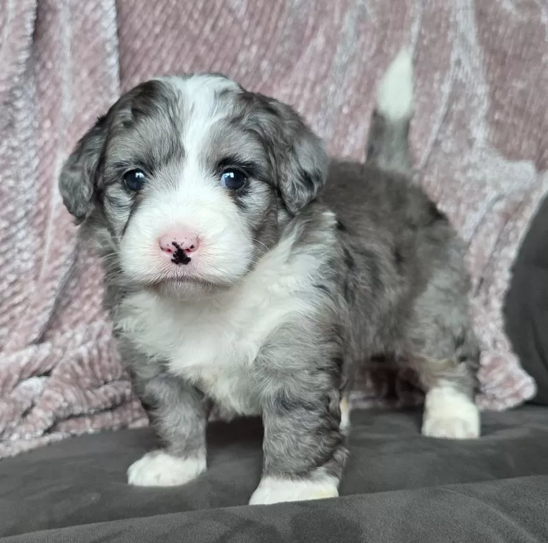Mini Raine