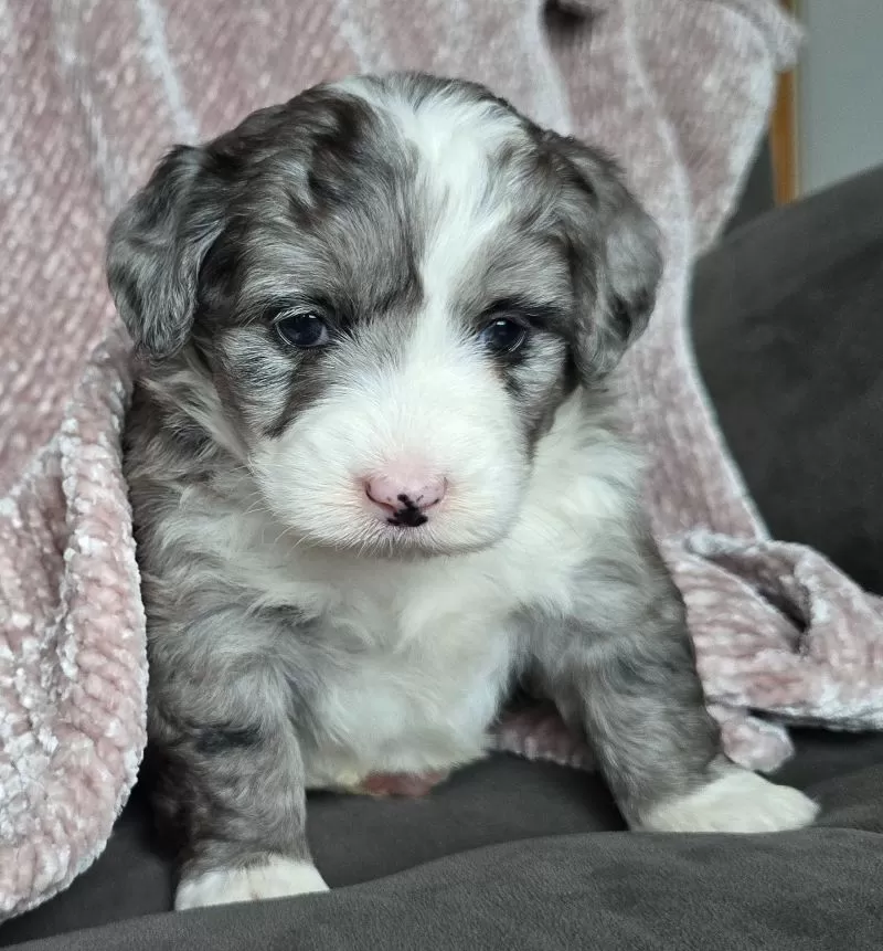 Mini Raine