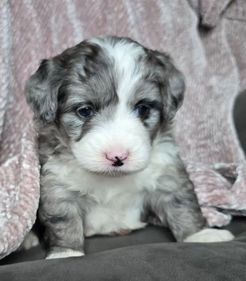 Mini Raine