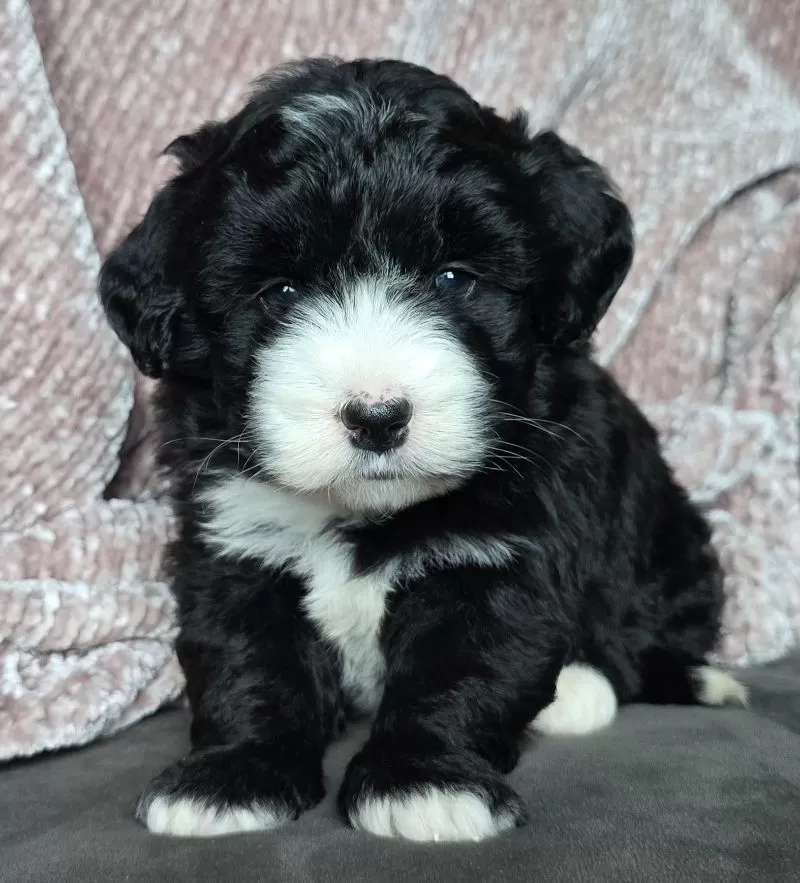Puppy Name: Mini River