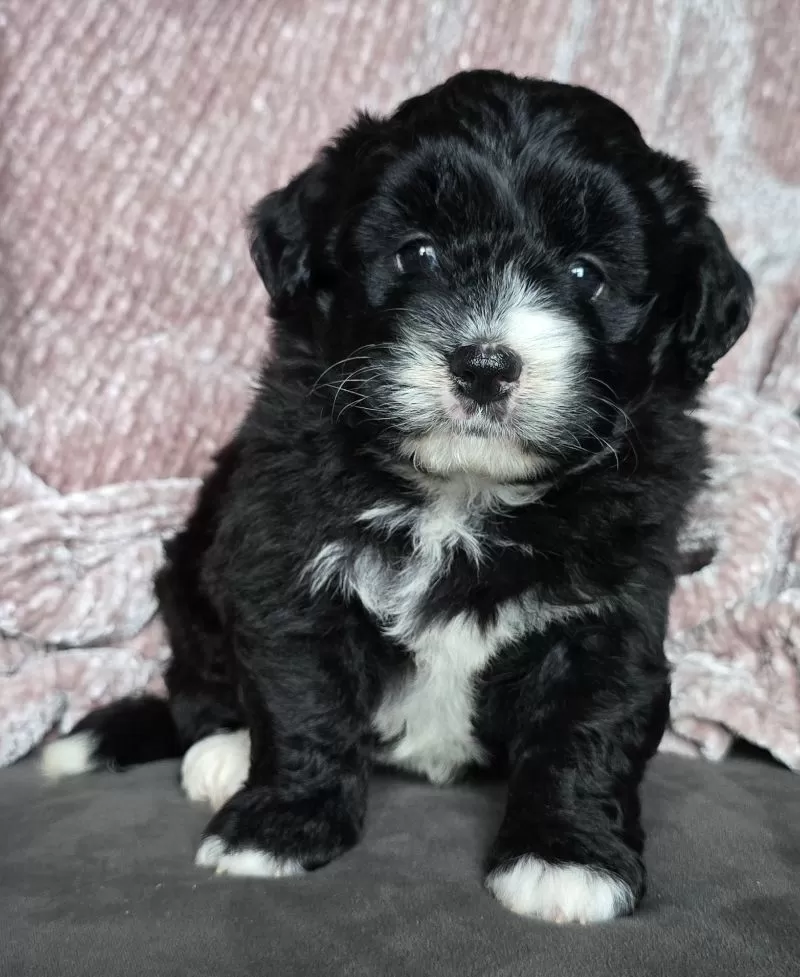 Puppy Name: Mini Reese