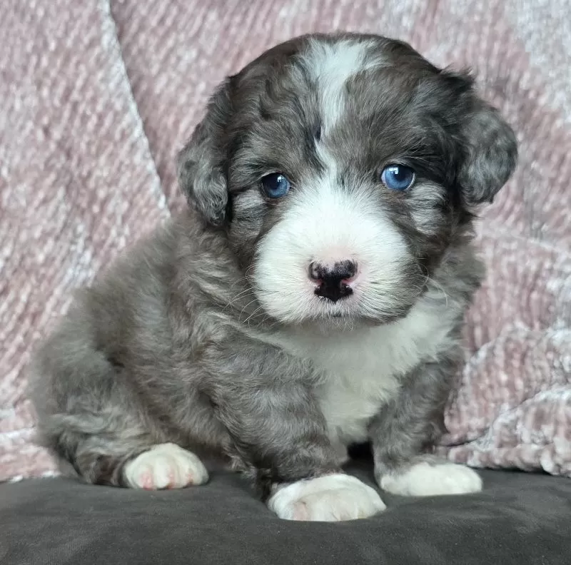 Puppy Name: Mini Wally