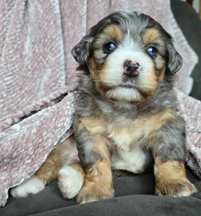 Puppy Name: Mini Watts