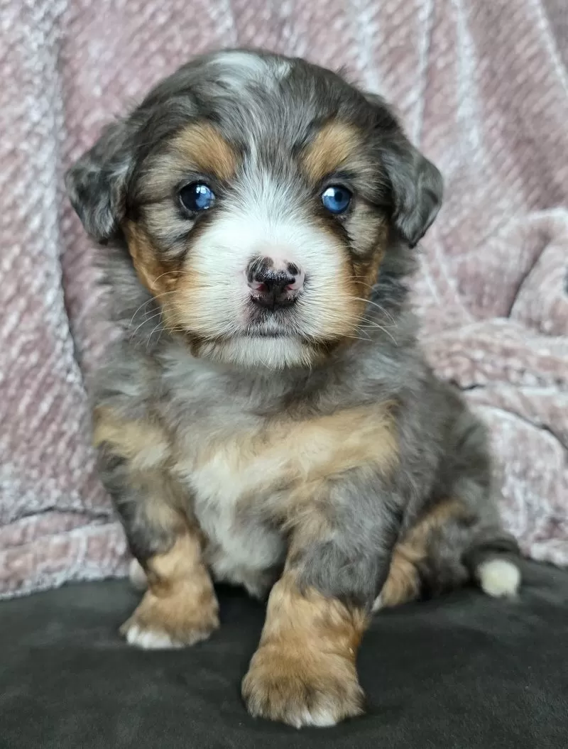 Mini Watts