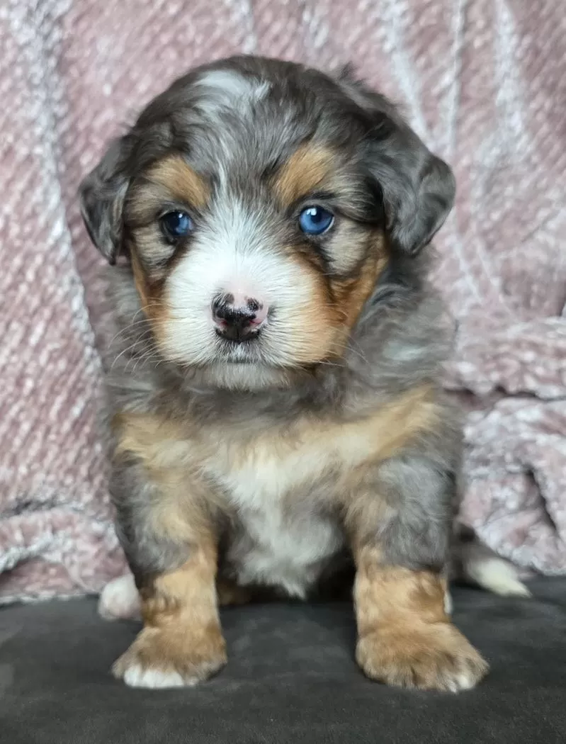 Mini Watts