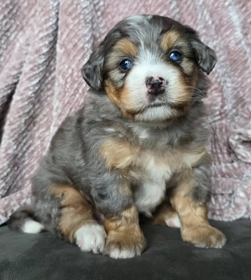 Mini Watts