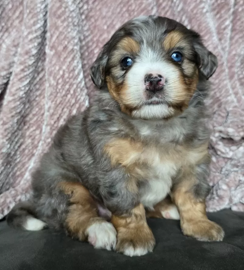 Mini Watts