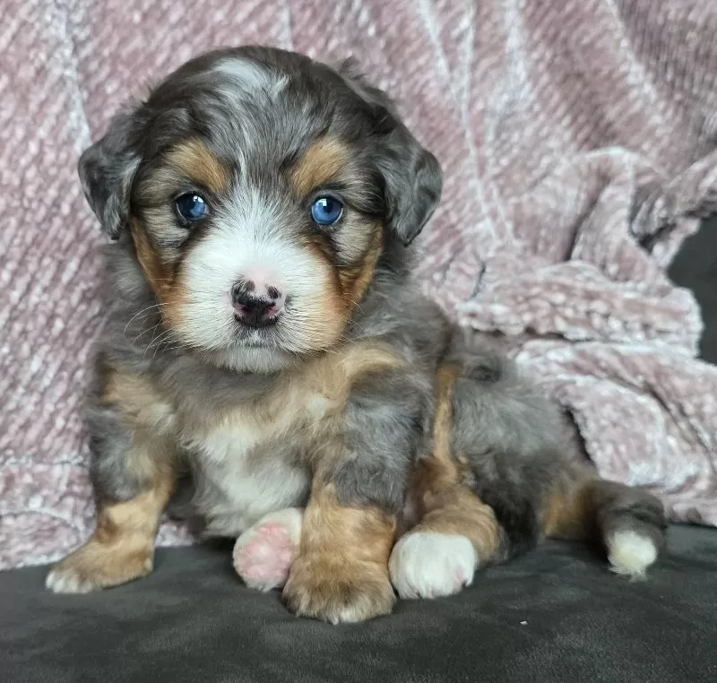 Mini Watts