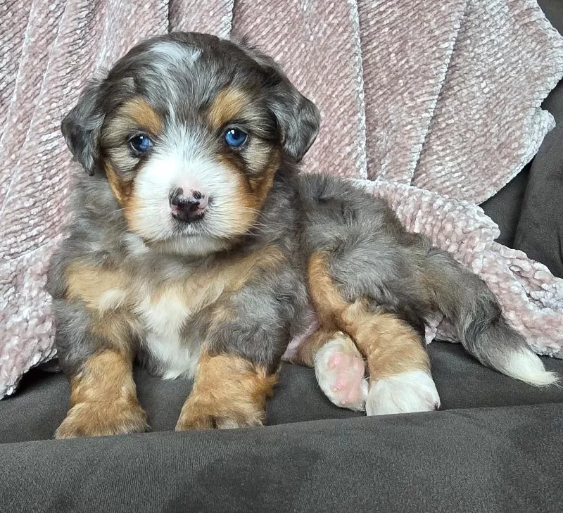 Mini Watts