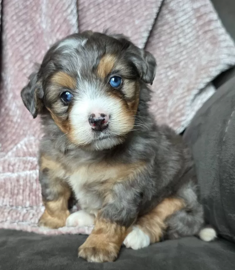 Mini Watts