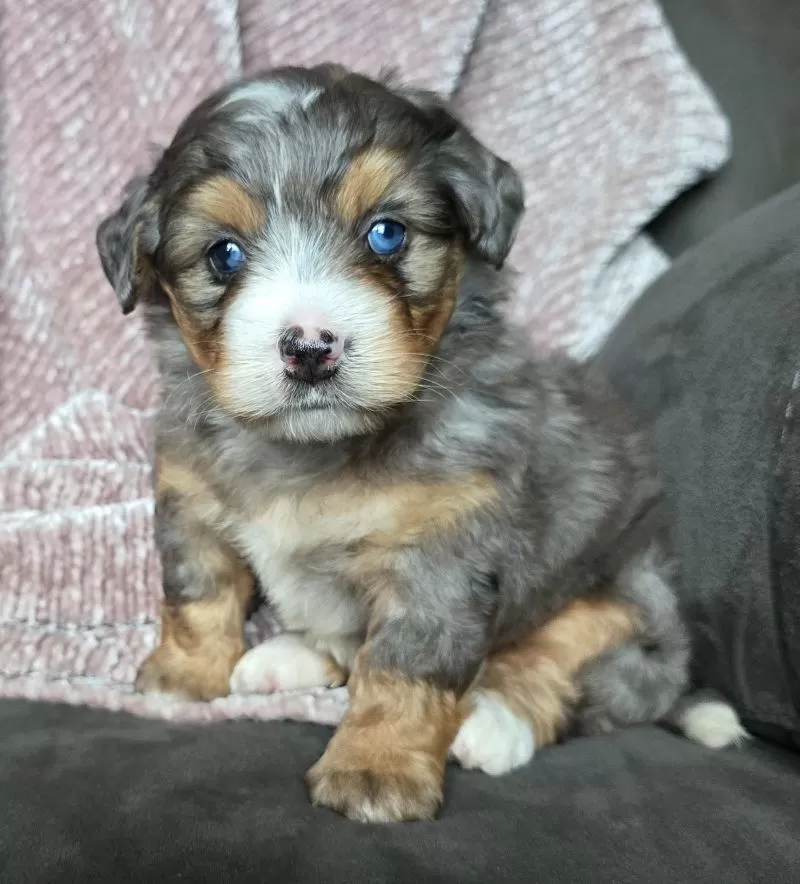 Mini Watts