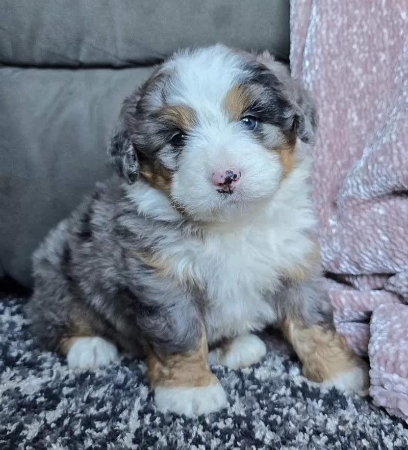 Puppy Name: Mini Chase