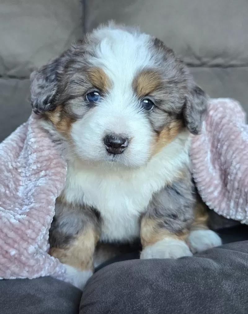 Puppy Name: Mini Champ