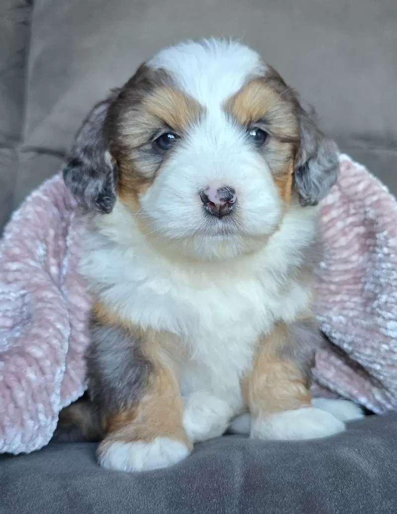 Puppy Name: Mini Crystal