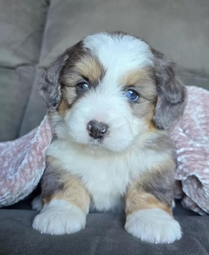 Puppy Name: Mini Carley