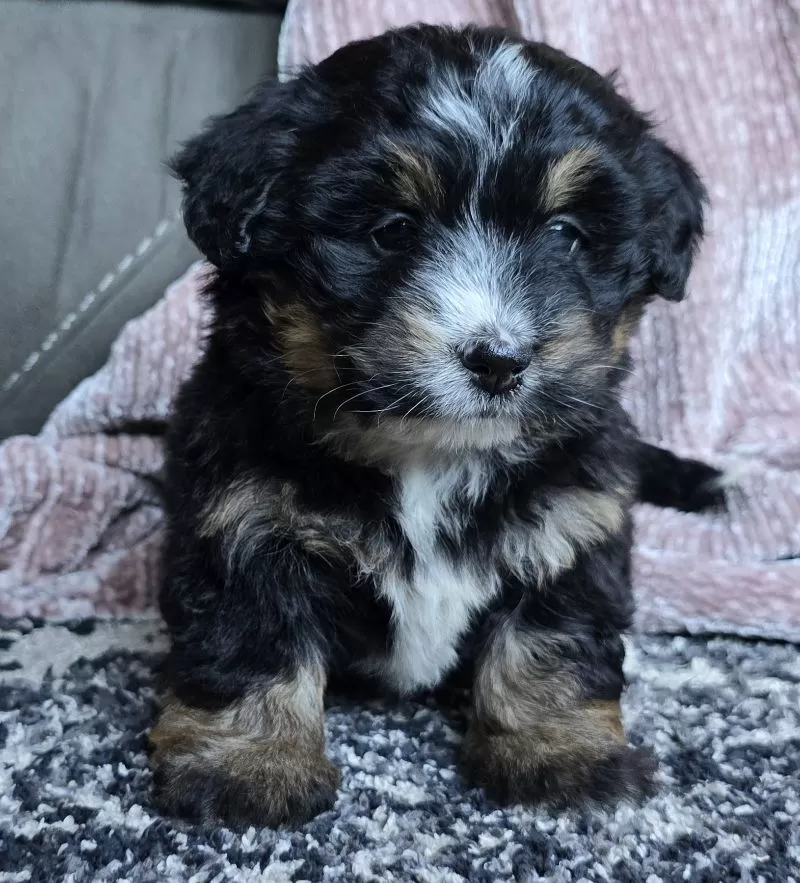 Puppy Name: Mini Cassie