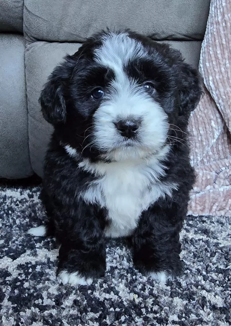 Puppy Name: Mini Callie