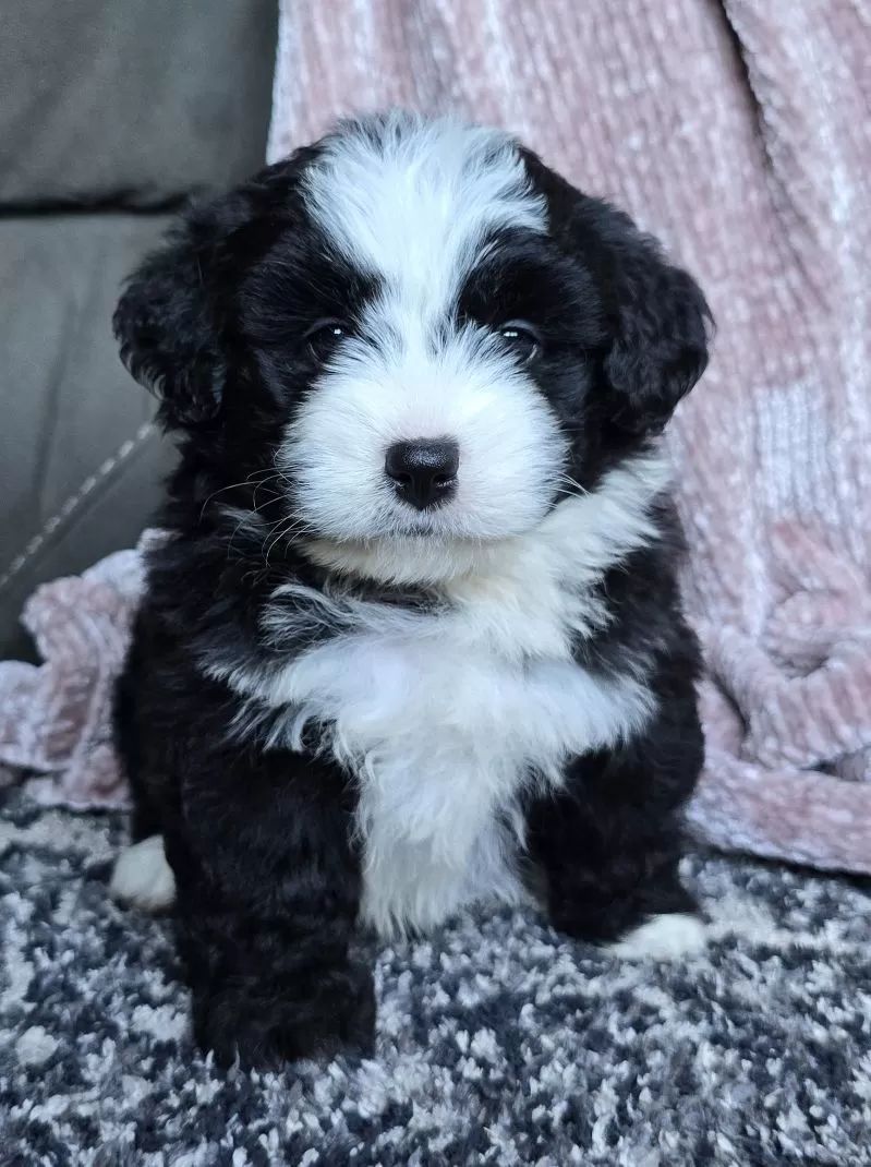 Puppy Name: Mini Chloe